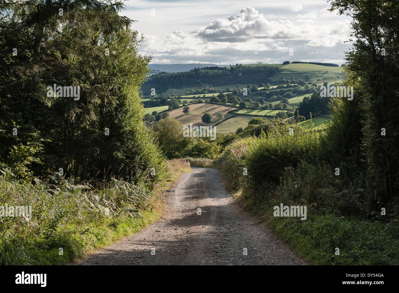 Un vicolo tranquillo su Stonewall Hill nelle frontiere gallese nei pressi di Knighton, Powys. Foto Stock