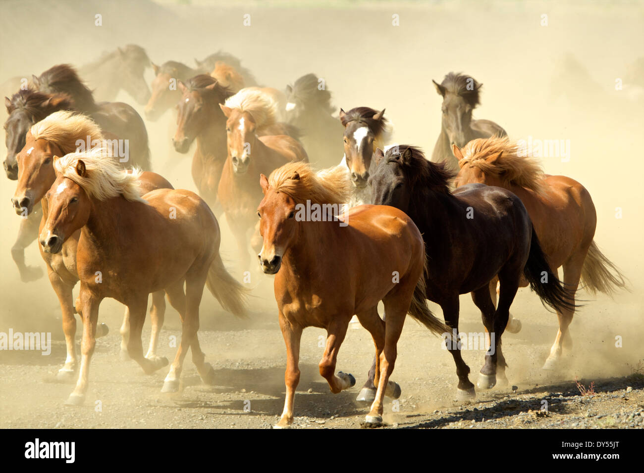 Cavalli islandesi in esecuzione Foto Stock