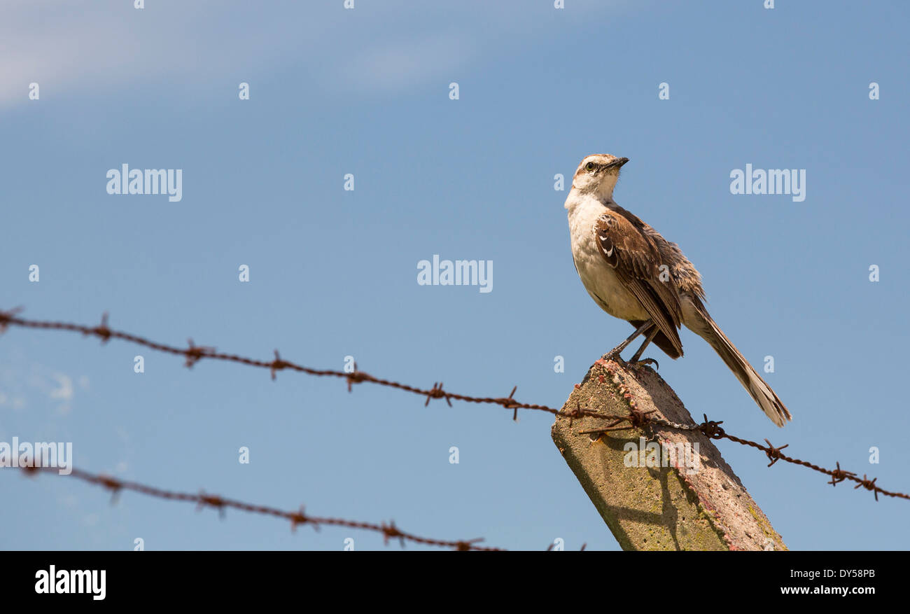 Chalk Browed Mockingbird, (Mimus Saturnino) in Costanera Sur la riserva naturale sulle rive del fiume piastra, Buenos Aires, Foto Stock