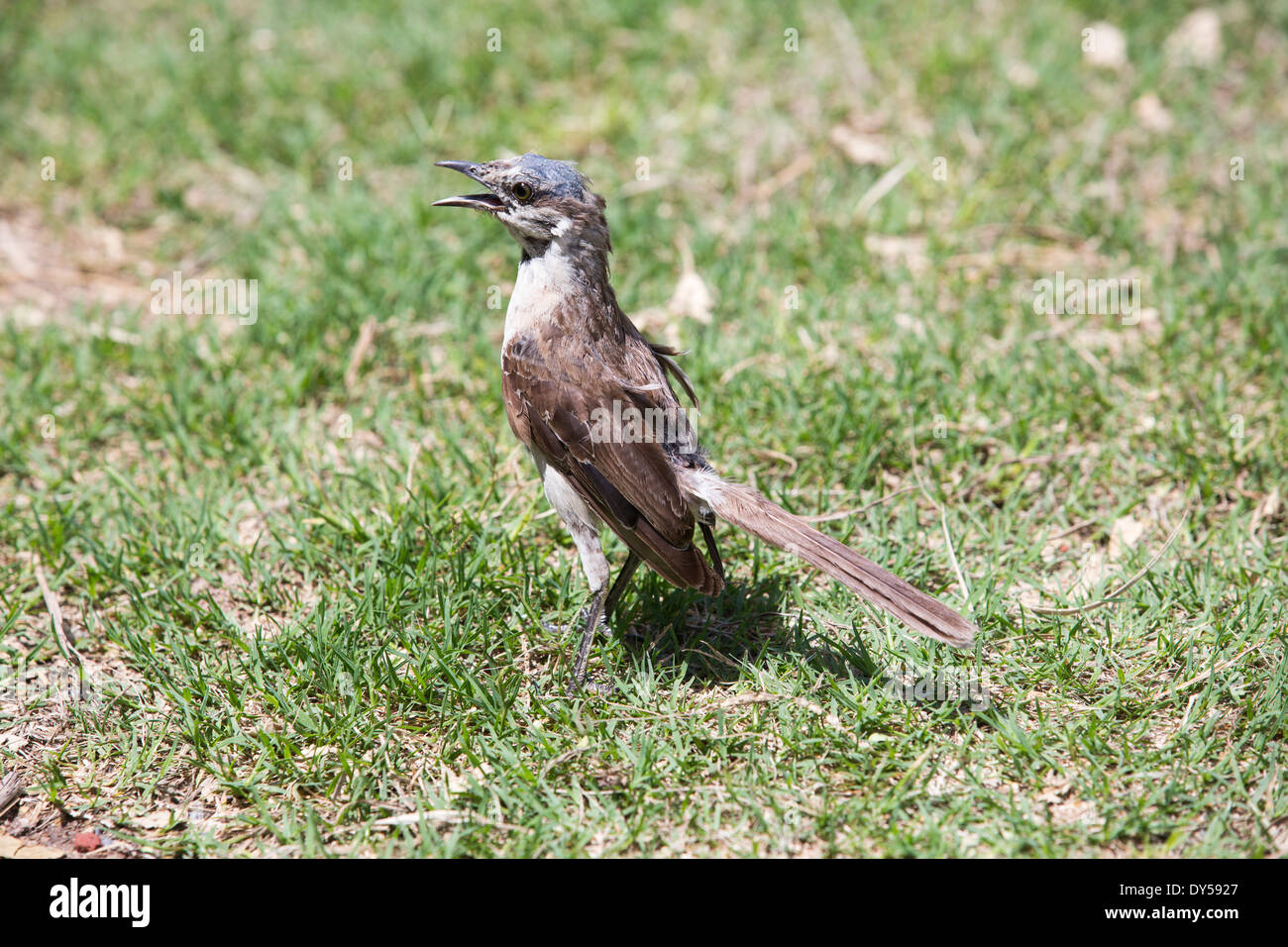 Un moulting Chalk Browed Mockingbird, (Mimus Saturnino) in Costanera Sur la riserva naturale sulle rive del River Plate Foto Stock