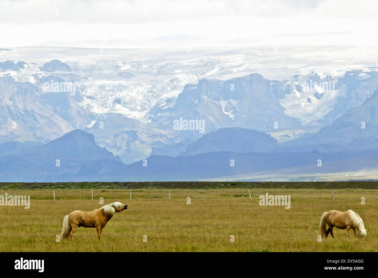 Ghiacciaio e cavalli islandesi Foto Stock