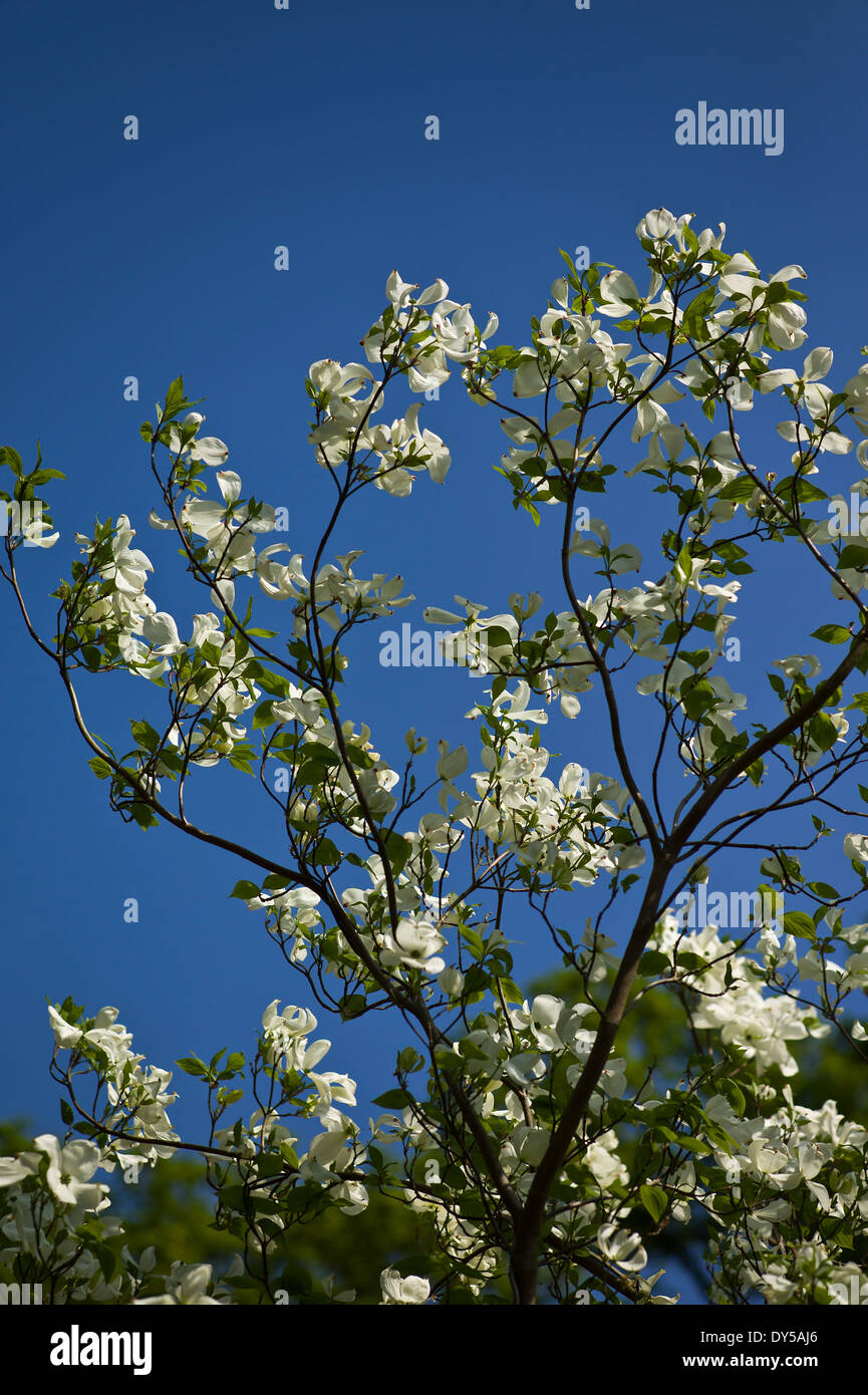 Cornus Florida Canzone di primavera con il bianco delle brattee nella primavera del Regno Unito Foto Stock