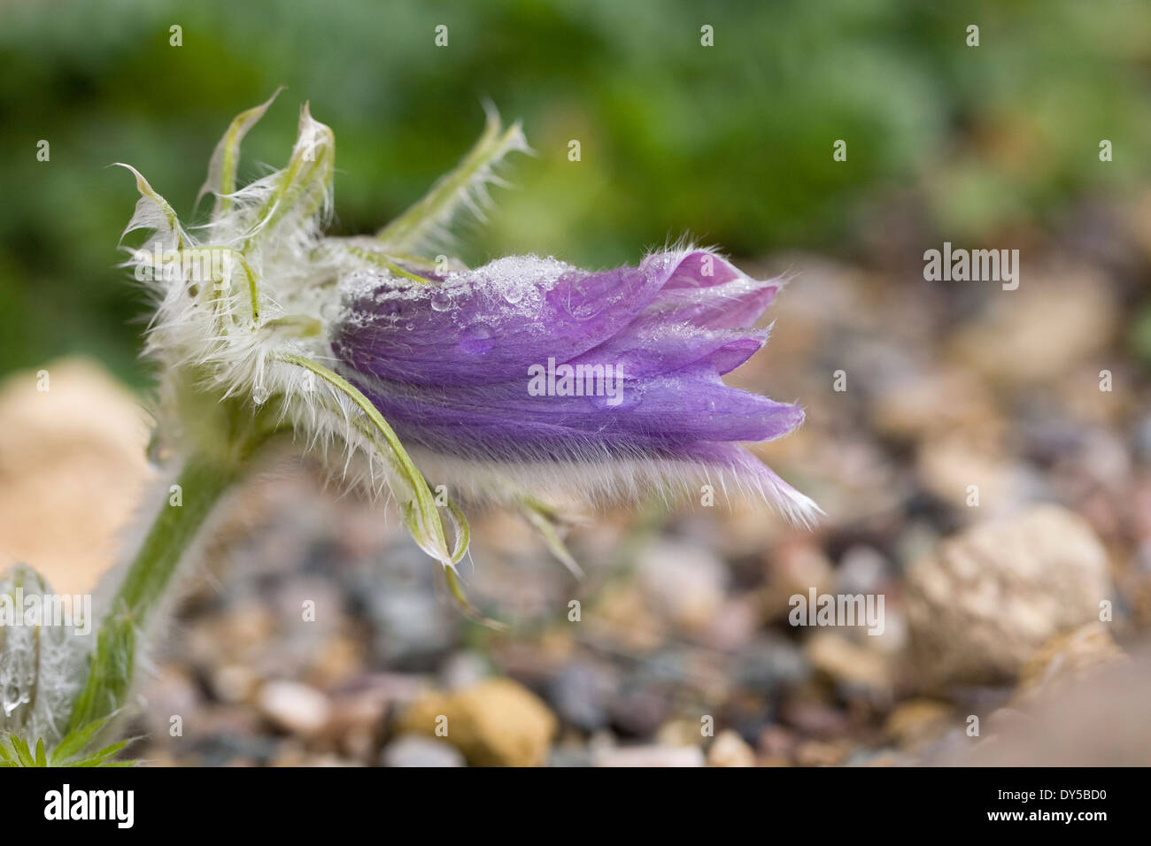 Pulsatilla vulgaris subsp grandis ceppo di Budapest. Pulsatilla nel giardino di roccia. Foto Stock