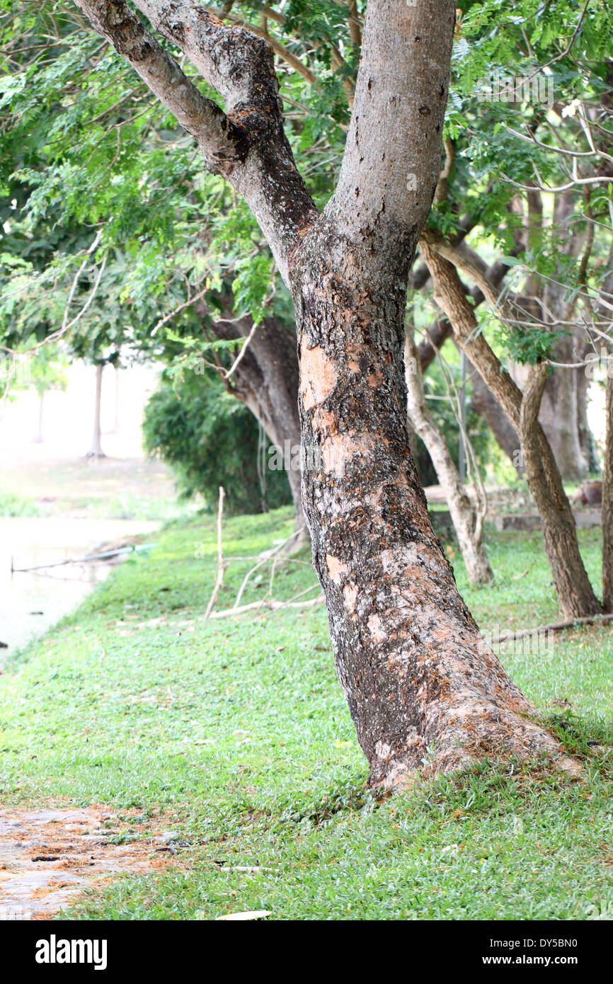Tronco del grande albero nel giardino. Foto Stock
