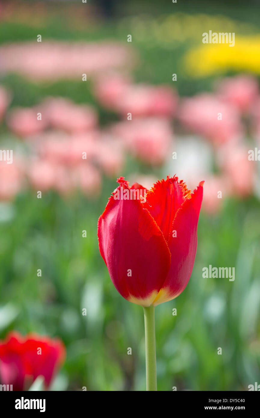 Tulipa. Tulip Ito Holland fiori Foto Stock