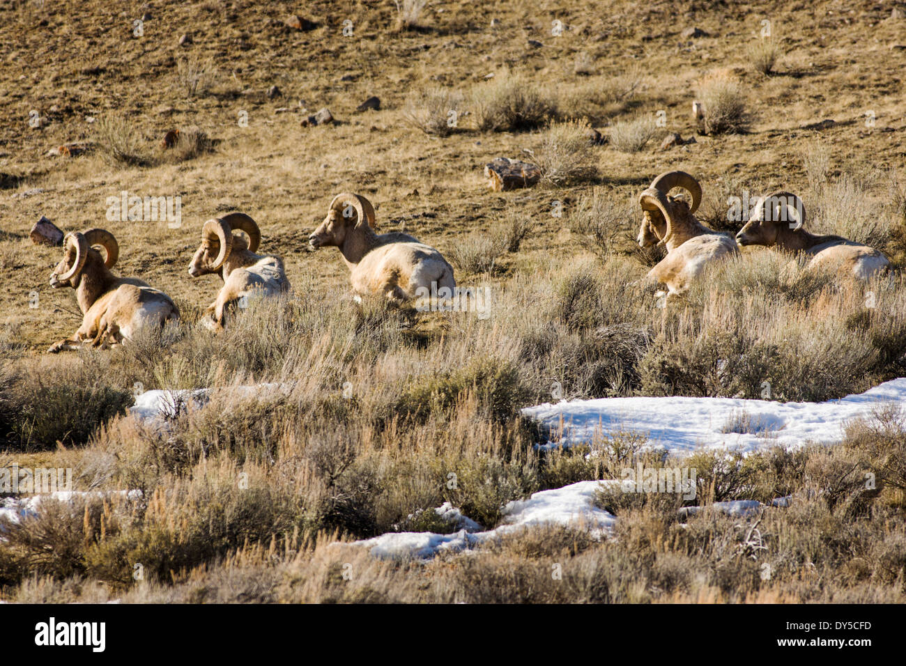 Bighorn, pecore e agnelli, Ovis canadensis, vicino a Jackson Hole, Wyoming USA Foto Stock