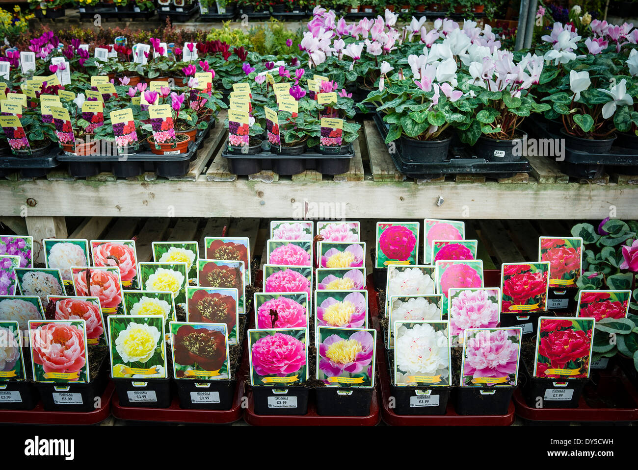 Giovani piante di peonia in vendita in un giardino inglese centro Foto Stock