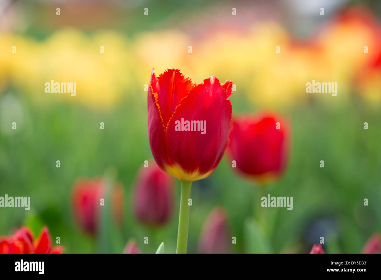 Tulipa. Tulip Ito Holland fiori Foto Stock