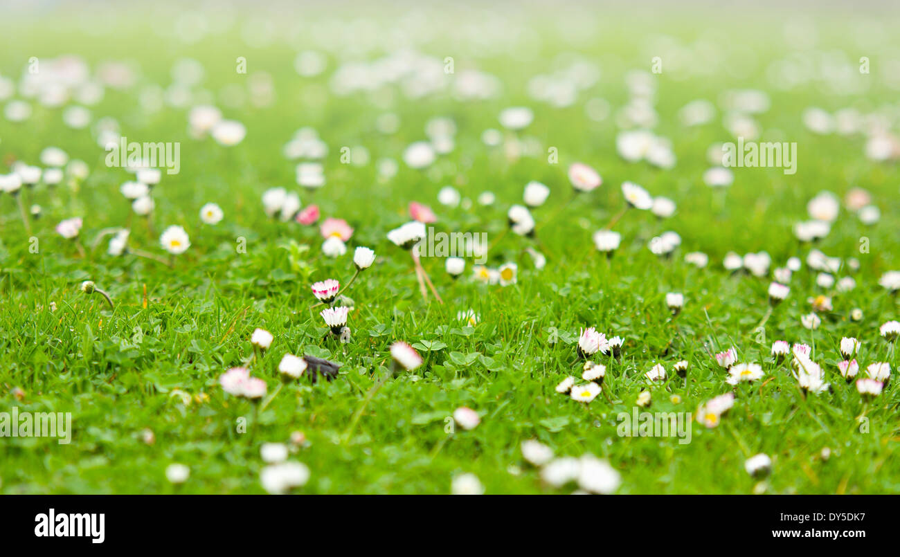 La molla margherite crescente presso il giardino dell'erba. Foto Stock