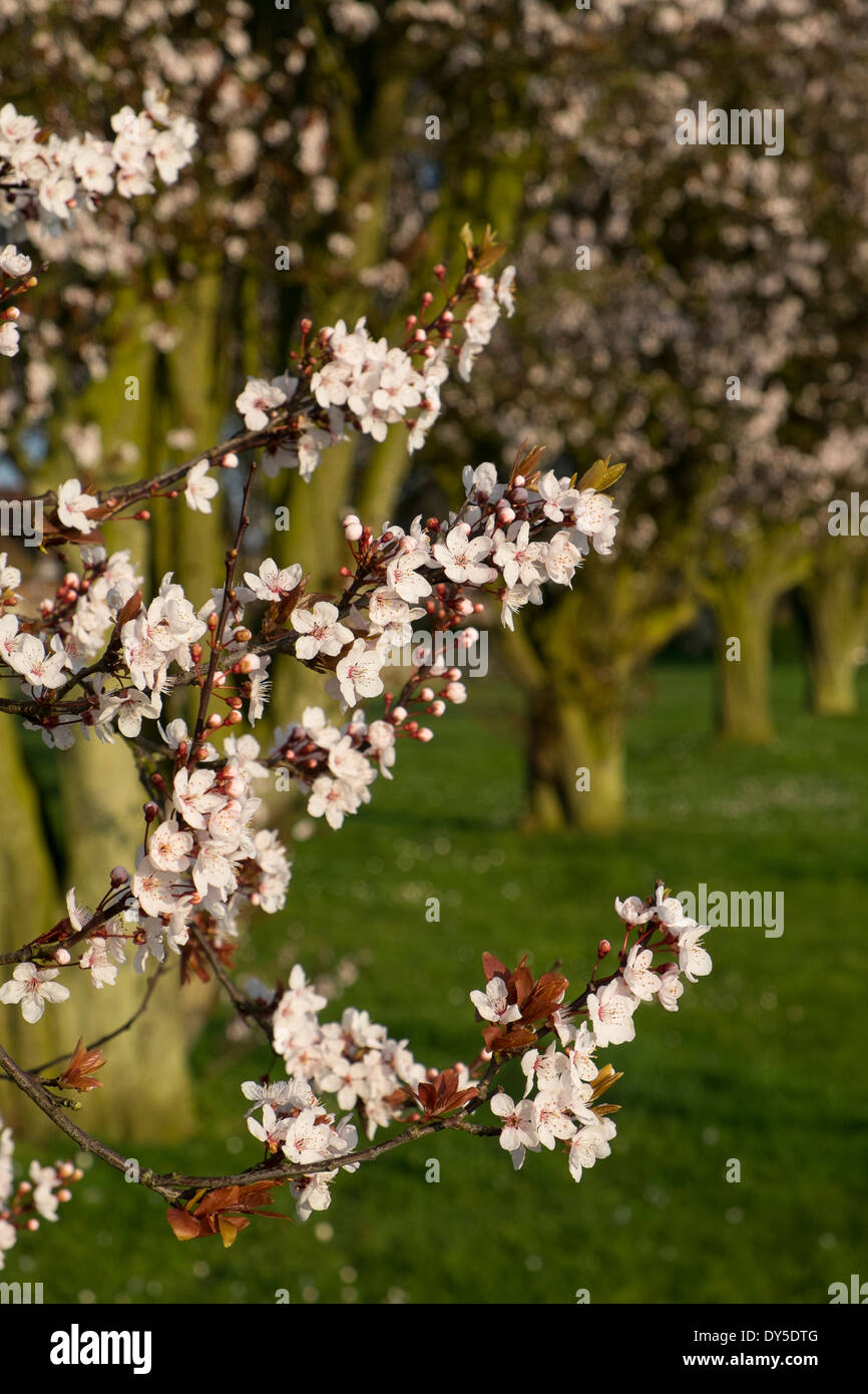 Ciliegio ornamentale, Prunus in fiore Foto Stock