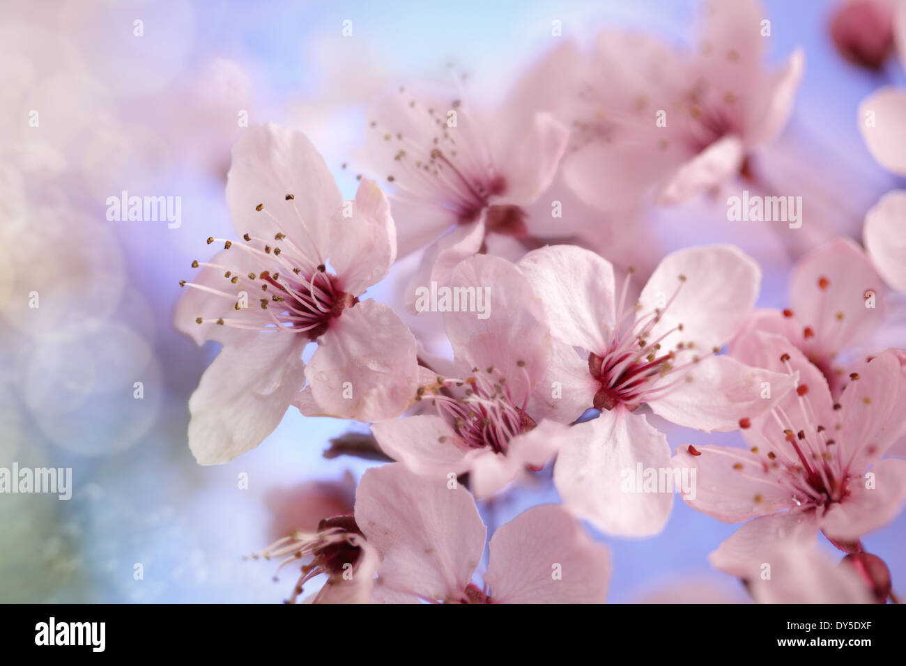 Cherry blossom Foto Stock