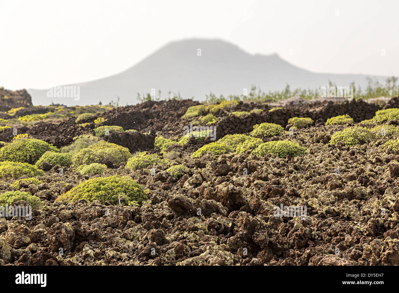 Vecchio flusso di lava con la crescita delle piante, Jameo Puerta Falsa, Lanzarote, Isole Canarie, Spagna Foto Stock