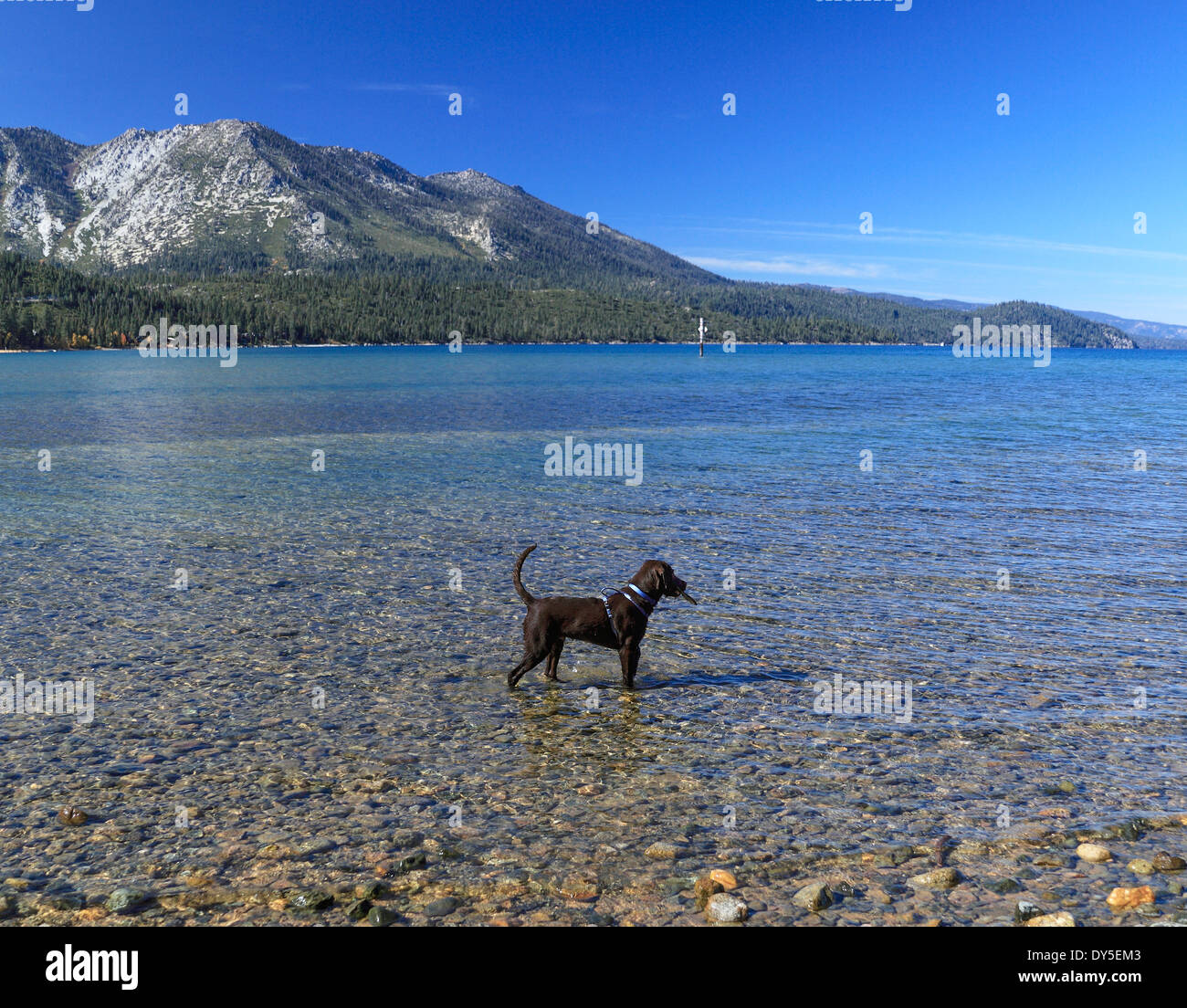 Il cucciolo di Kiva Spiaggia al lago Tahoe Foto Stock