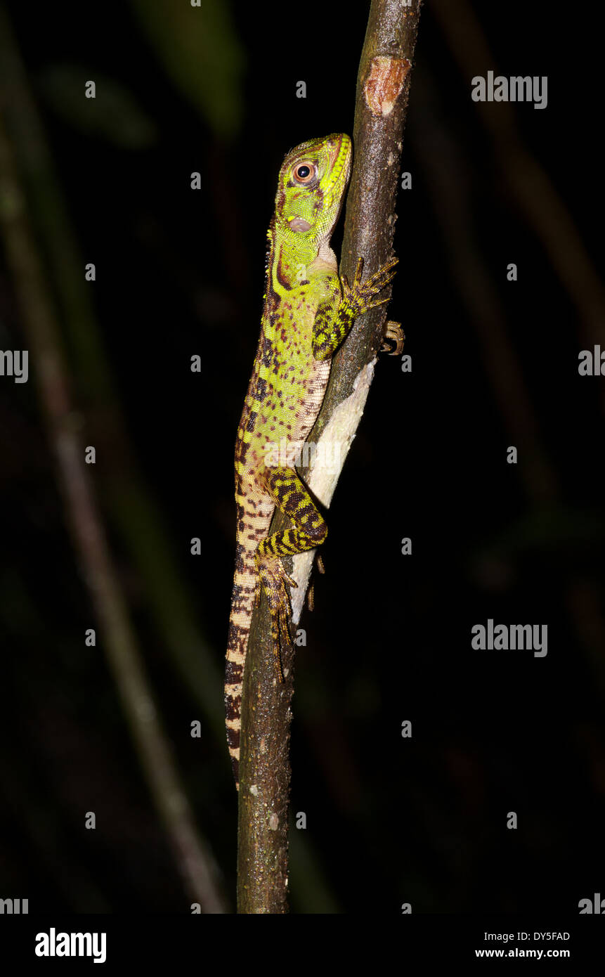 Un giovane foresta amazzonica Dragon (Enyalioides laticeps) appoggiato su un ramo sottile di notte nel bacino amazzonico del Perù Foto Stock