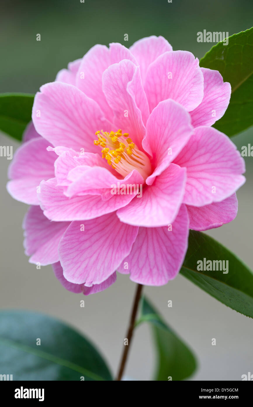 Close up di Camellia x williamsii donazione, Camellia. Arbusto, Marzo. Unico fiore rosa. Foto Stock
