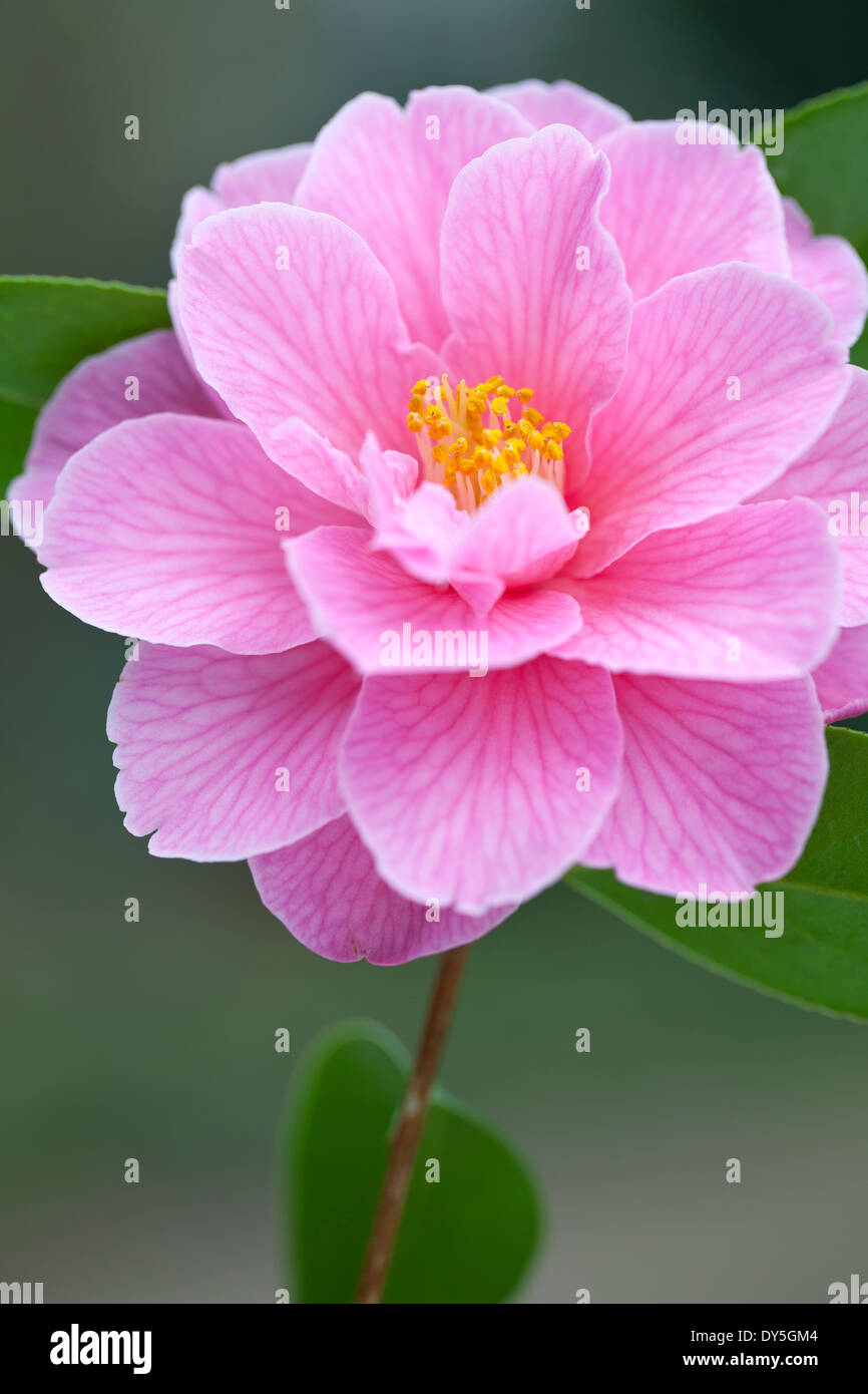 Close up di Camellia x williamsii donazione, Camellia. Arbusto, Marzo. Unico fiore rosa. Foto Stock