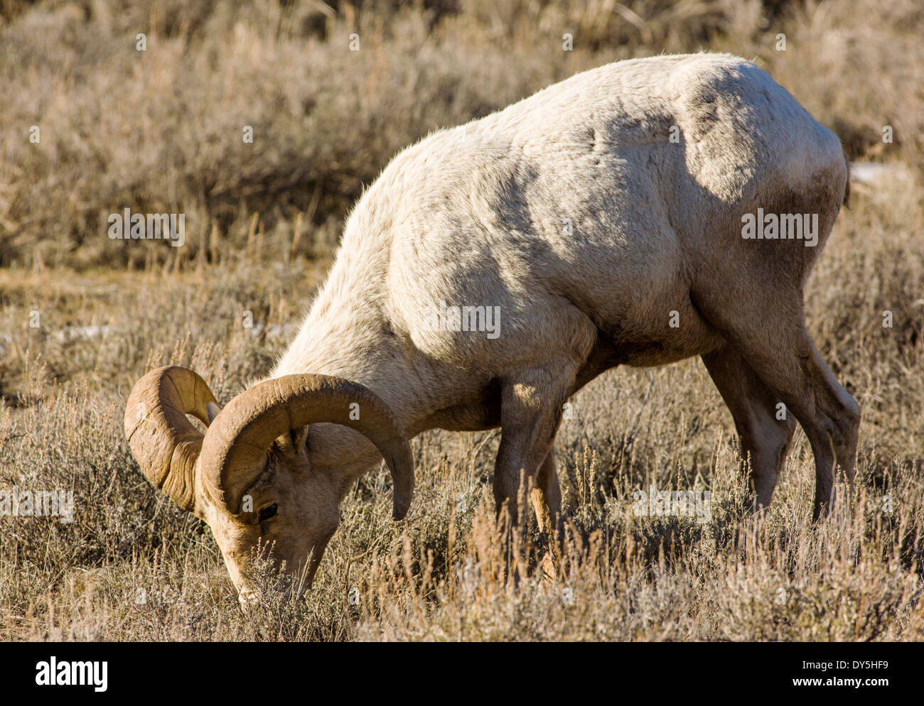 Bighorn, Ovis canadensis, vicino a Jackson Hole, Wyoming USA Foto Stock