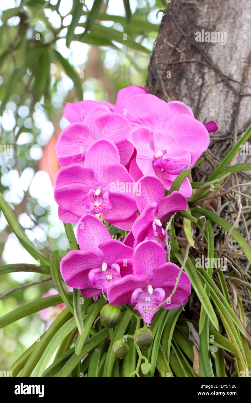 Orchidee viola sugli alberi del giardino. Foto Stock
