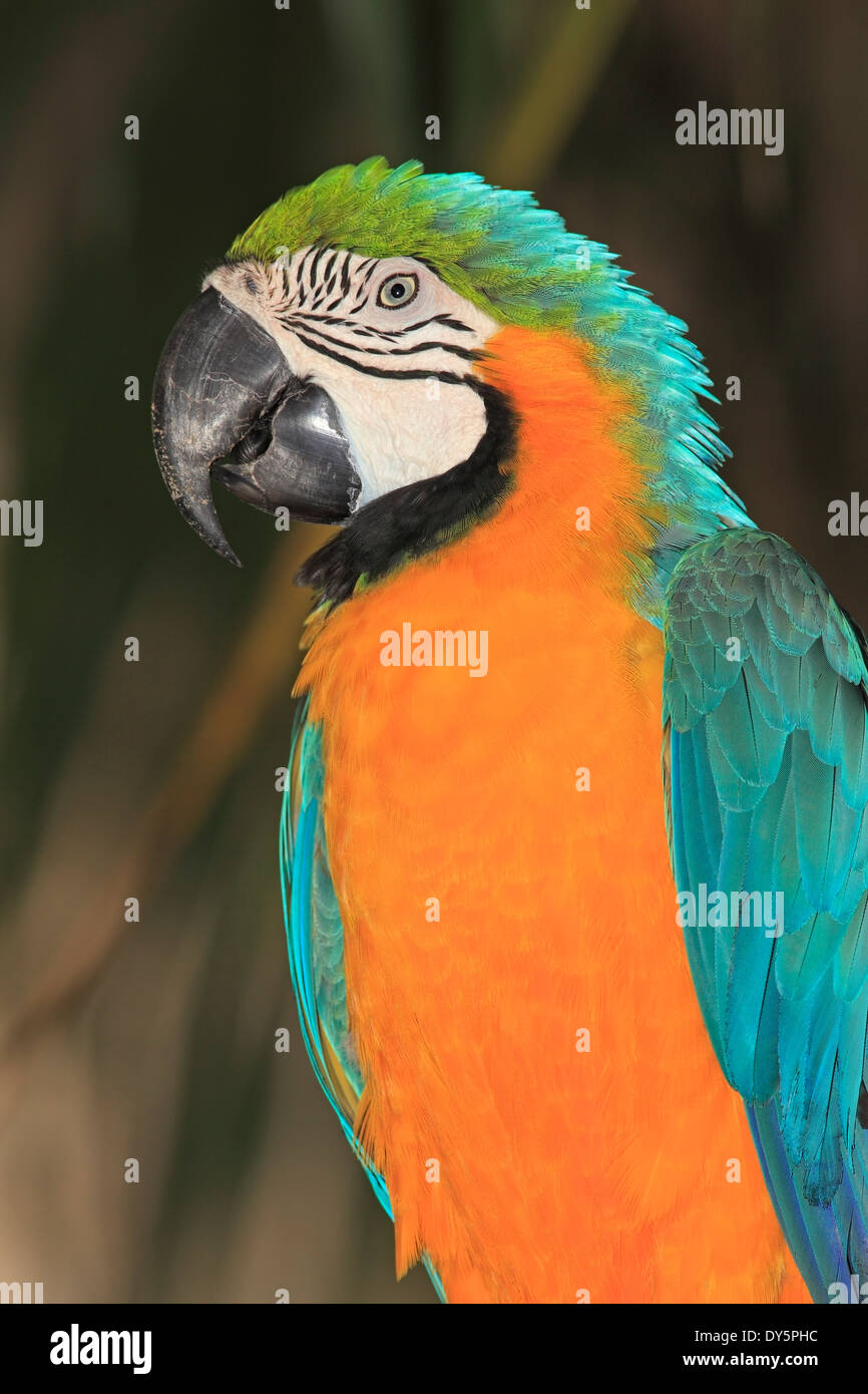 Ritratto di un blu e giallo Macaw, Ara ararauna. Foto Stock