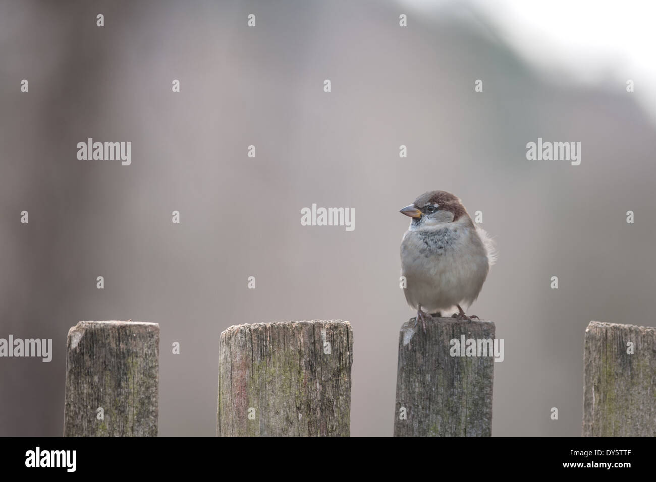 Sparrow sulla staccionata in legno closeup Foto Stock