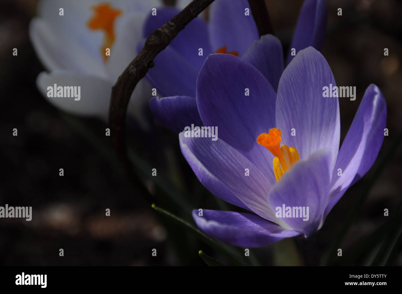 I crocus che arrivano in primavera Foto Stock