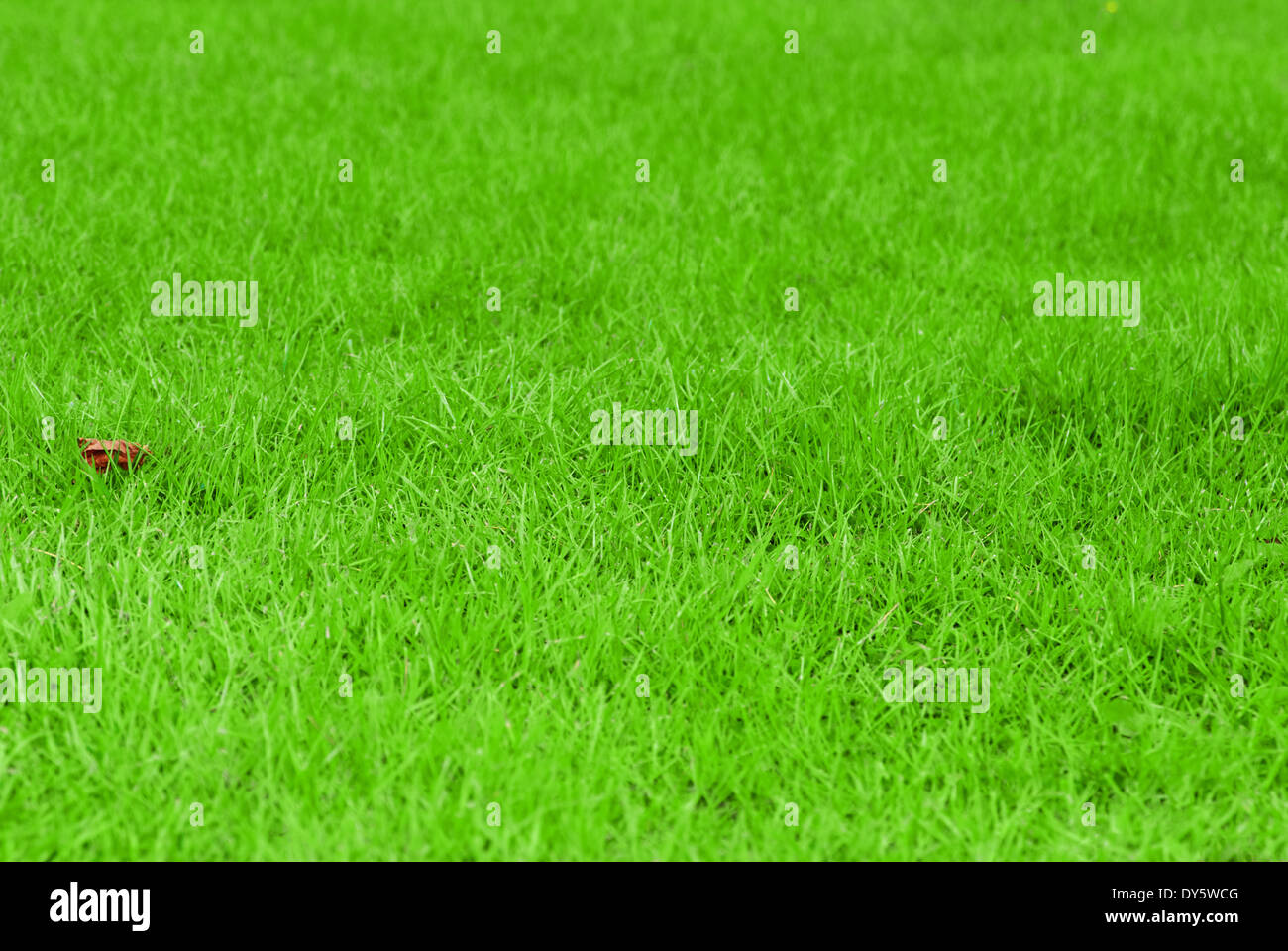 Campo di fresca erba verde su un giorno di estate Foto Stock