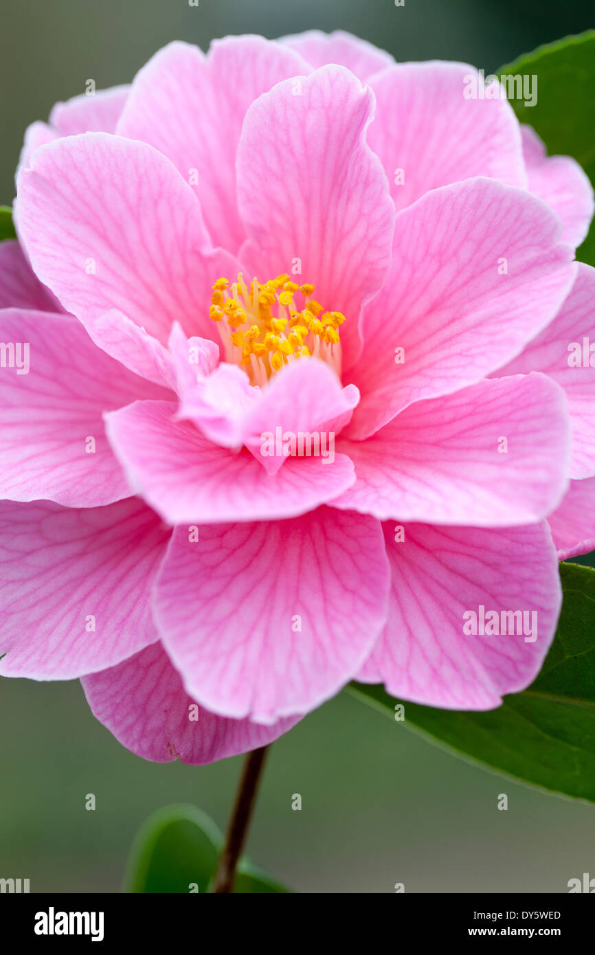 Close up di Camellia x williamsii donazione, Camelia. Camelia. Arbusto, Marzo. Unico fiore rosa. Foto Stock
