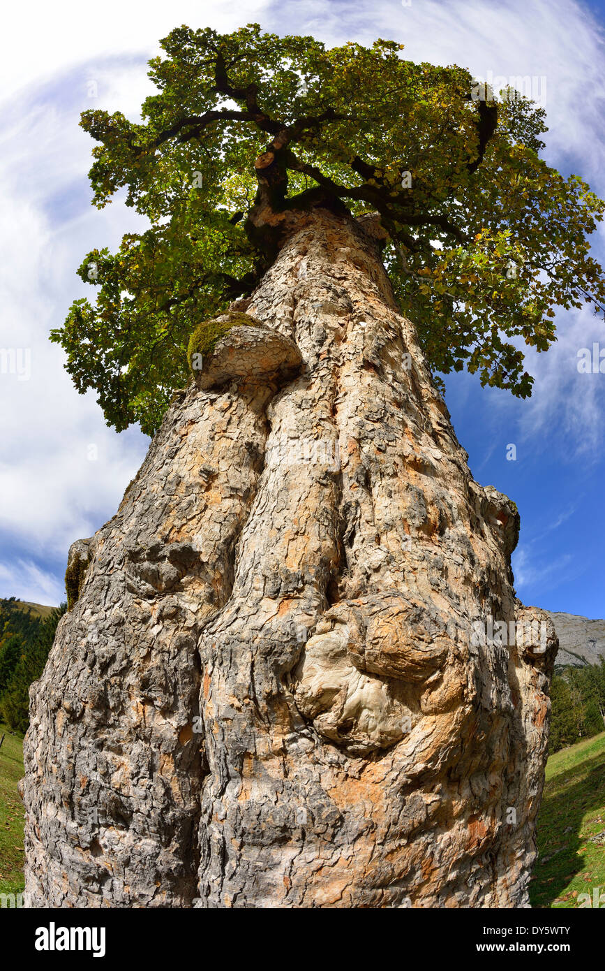 Nodose tronco di acero di monte, Grosser Ahornboden, Eng, gamma Karwendel, Tirolo, Austria Foto Stock