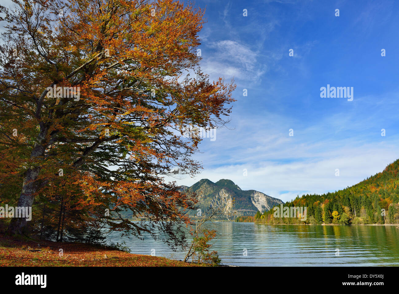 Faggeta in autunno colori presso il Lago Walchensee, Lago Walchensee, prealpi bavaresi, Alta Baviera, Baviera, Germania Foto Stock