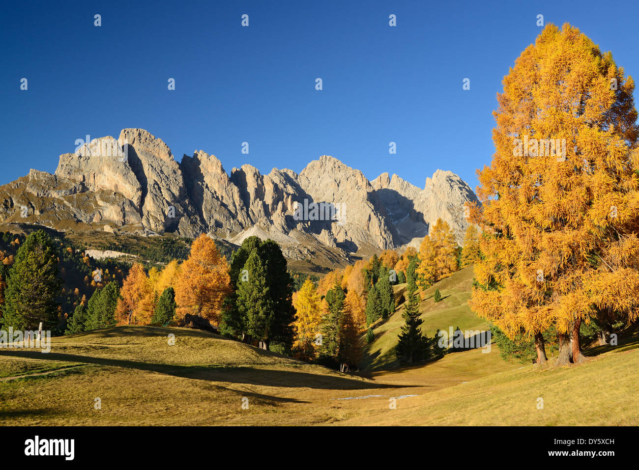 Gamma di Geisler visto sopra i larici in autunno colori, Val Gardena, Dolomiti, patrimonio mondiale dell UNESCO Dolomiti Alto Adige Südtirol Foto Stock