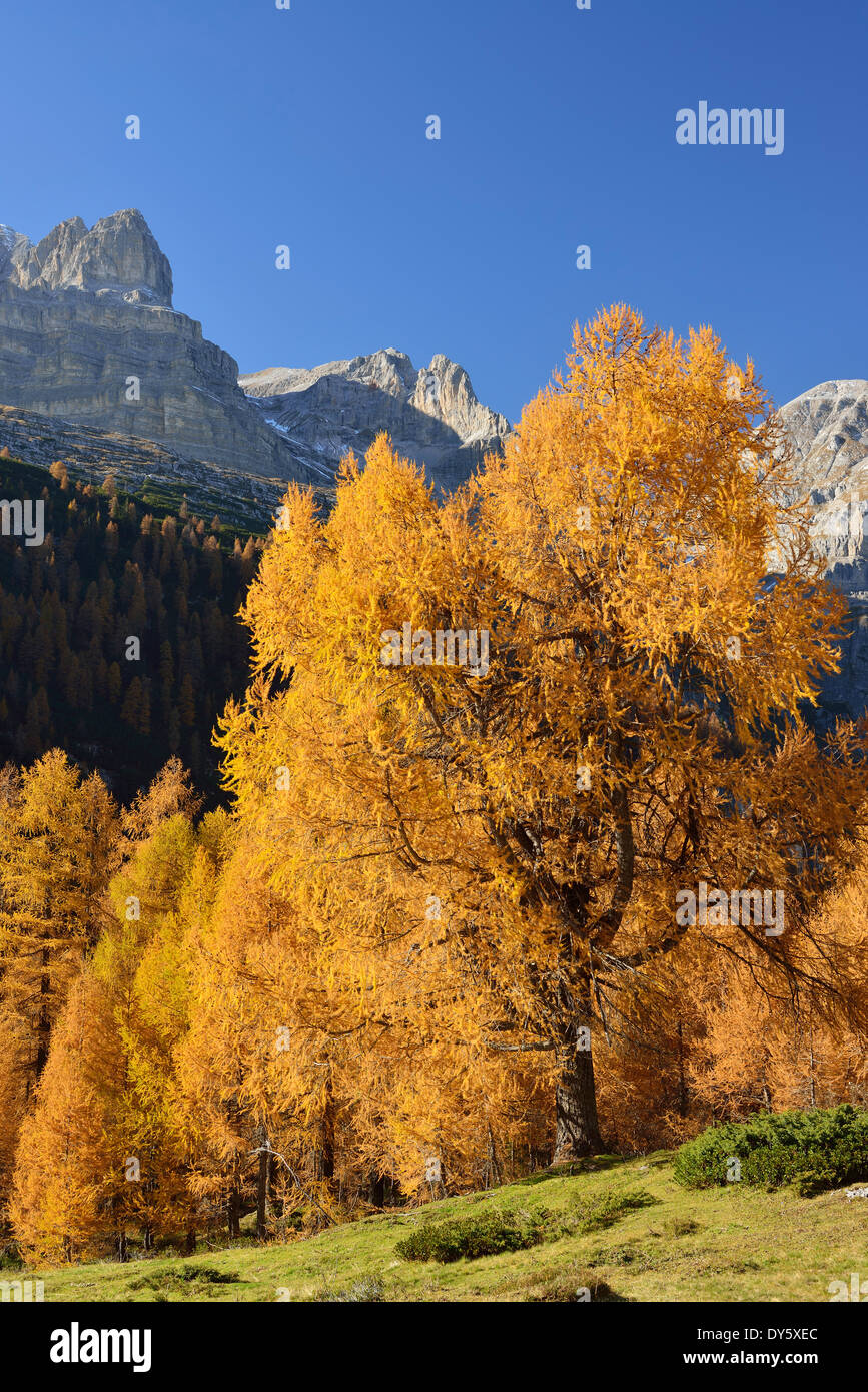 Nord del Brenta visto sopra i larici in autunno colori, Brenta, Dolomiti, patrimonio mondiale dell UNESCO Dolomiti, Tr Foto Stock