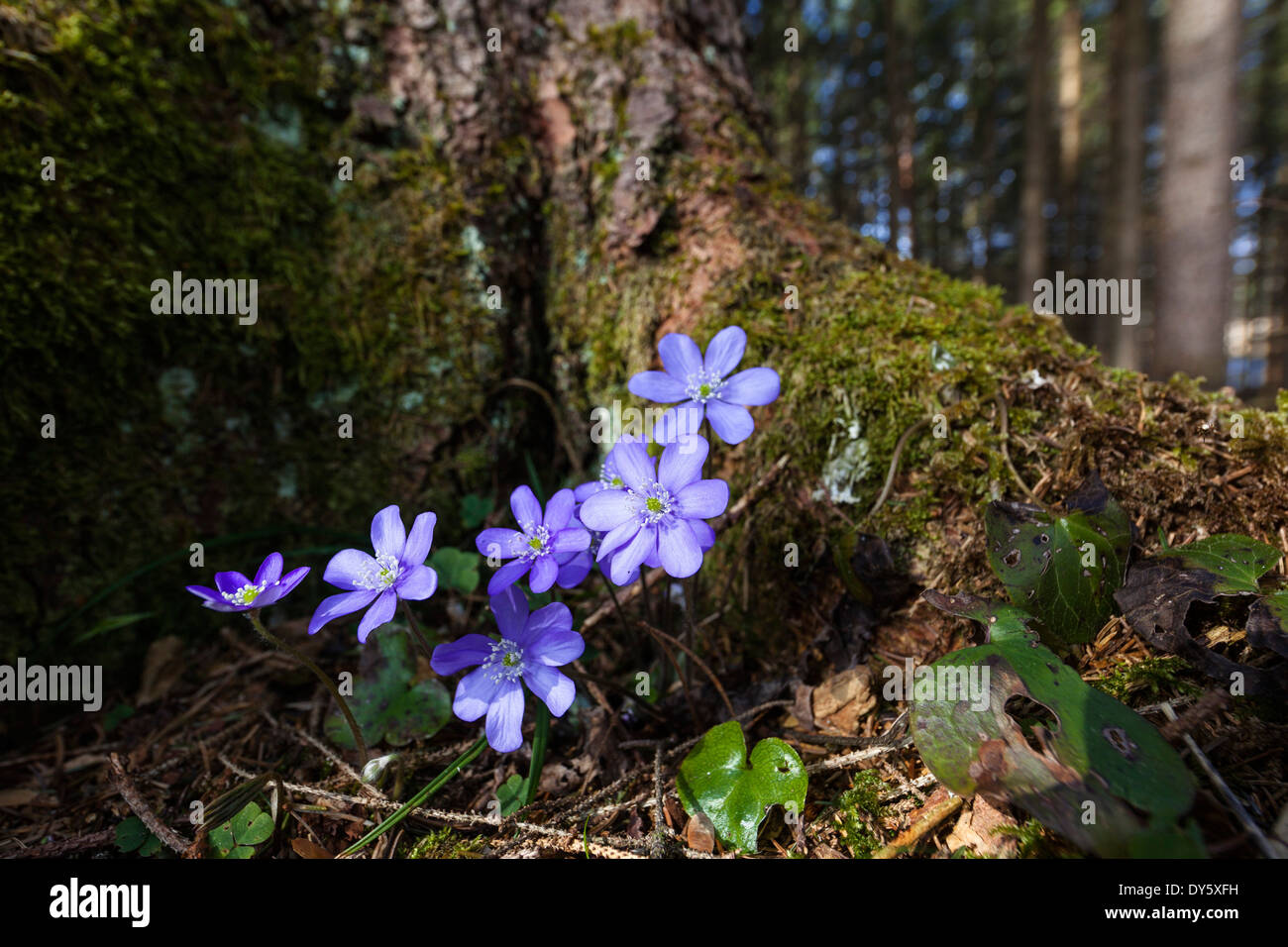 Liverwort nella foresta, Hepatica nobilis, fioritura, fiore dell'anno 2013, Baviera, Germania Foto Stock