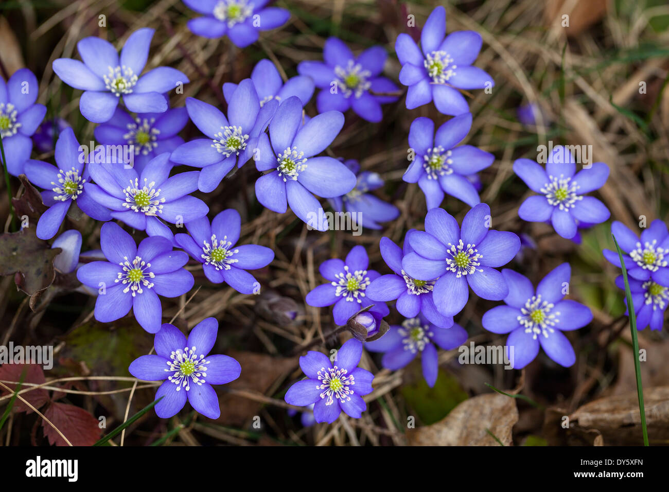 Liverwort, Hepatica nobilis, fioritura, fiore dell'anno 2013, Baviera, Germania Foto Stock
