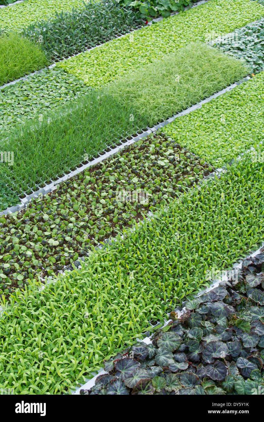 Biancheria da letto le piantine di piante Foto Stock