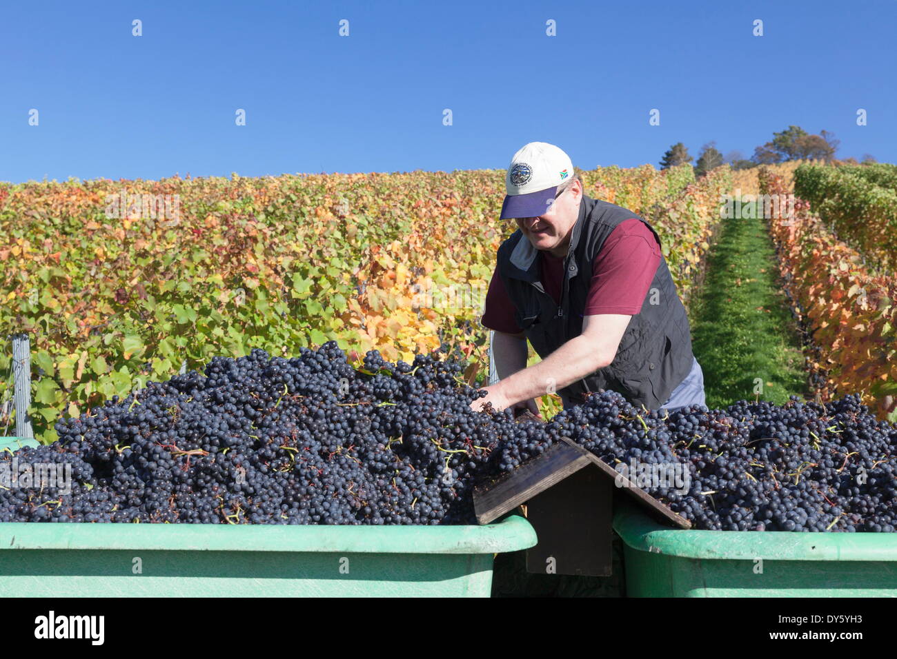 Vendemmia, Uhlbach, Stoccarda, Baden Wurttemberg, Germania, Europa Foto Stock