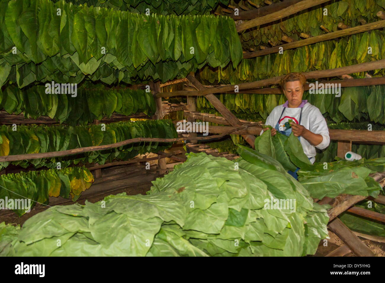 Essiccazione del tabacco shed, Pinar del Rio, Cuba, West Indies, dei Caraibi e America centrale Foto Stock