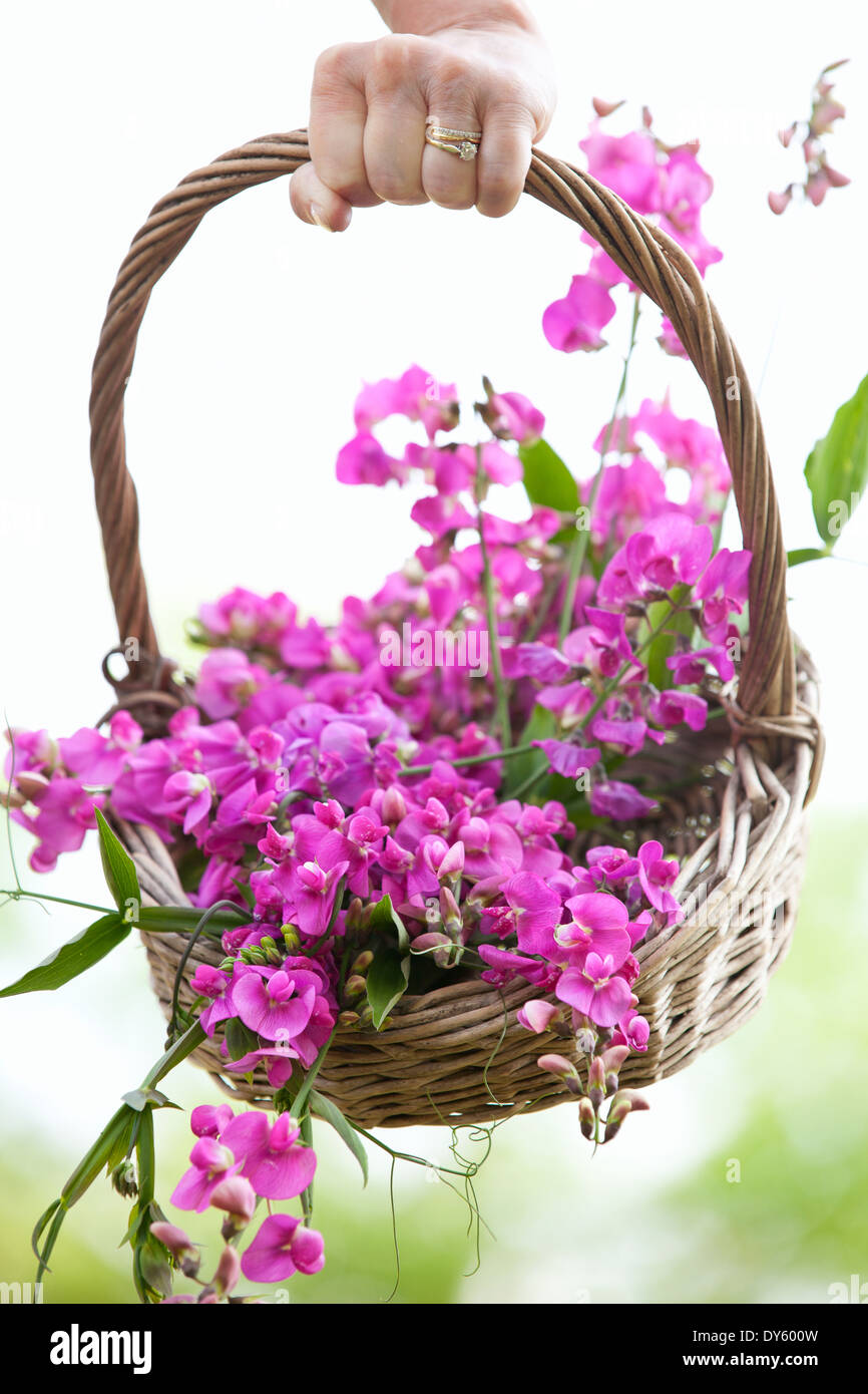 Cesto di piselli dolci, Lathyrus latifolius. Foto Stock