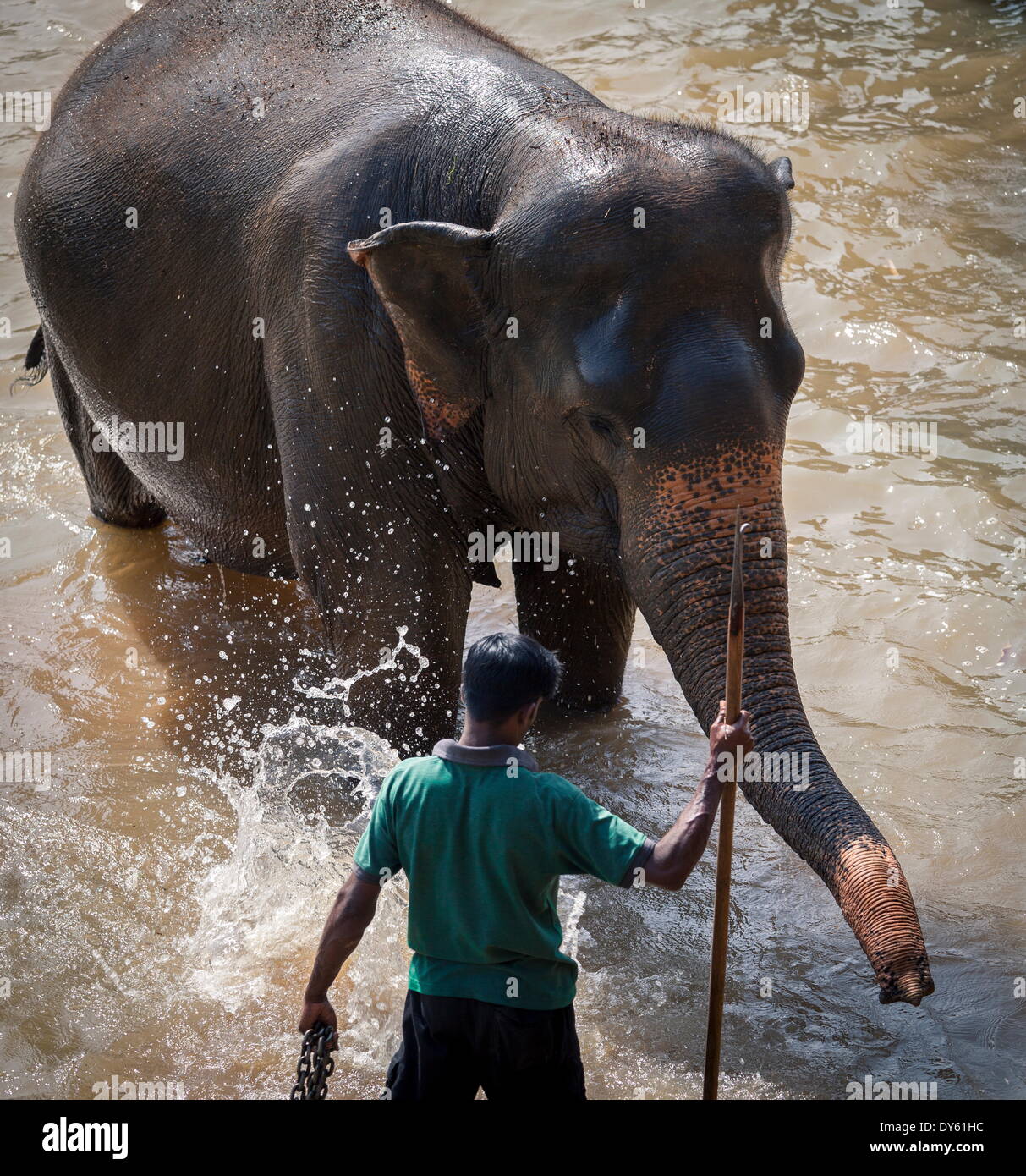 Un adulto elephant (Elephantidae) lavaggi in fiume, Pinnewala Elephant Orfanotrofio, Sri Lanka, Asia Foto Stock