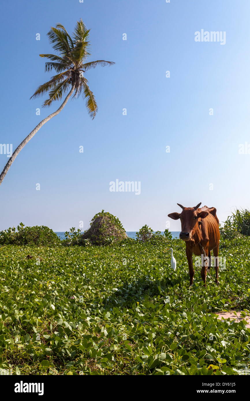 Latte di mucca e di gru, che condividono un rapporto simbiotic, talpe, Sri Lanka, Asia Foto Stock