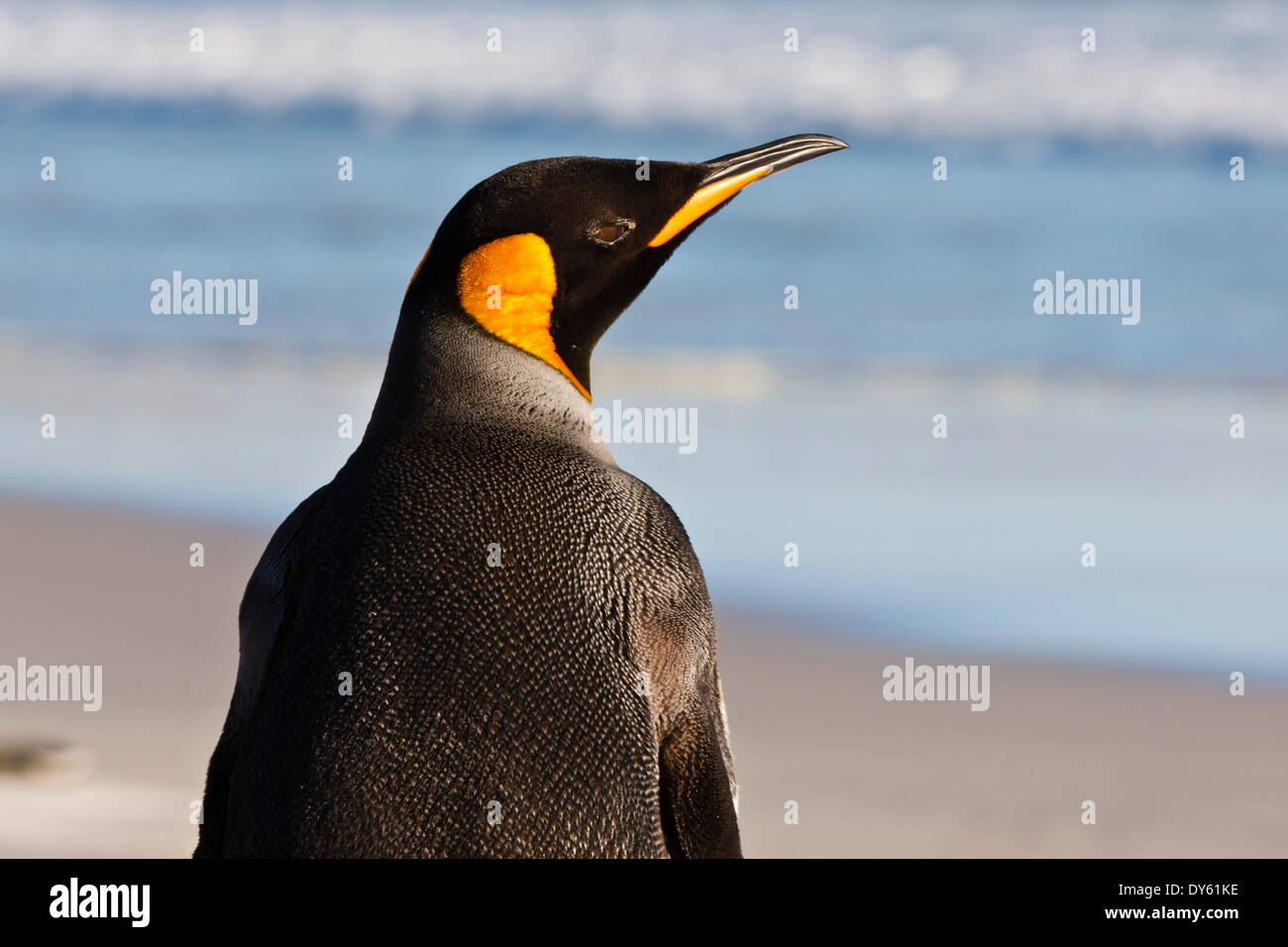 Pinguino reale (Aptenodytes patagonicus) vicino al collo, Saunders Island, Isole Falkland, Sud America Foto Stock
