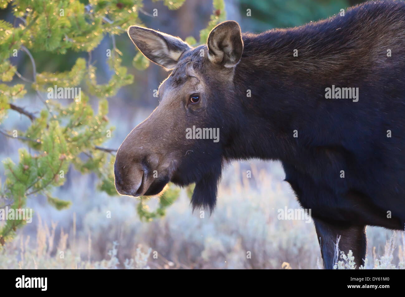 Alci retroilluminato (Alces alces) mucca nel profilo, Grand Teton National Park, Wyoming negli Stati Uniti d'America, America del Nord Foto Stock