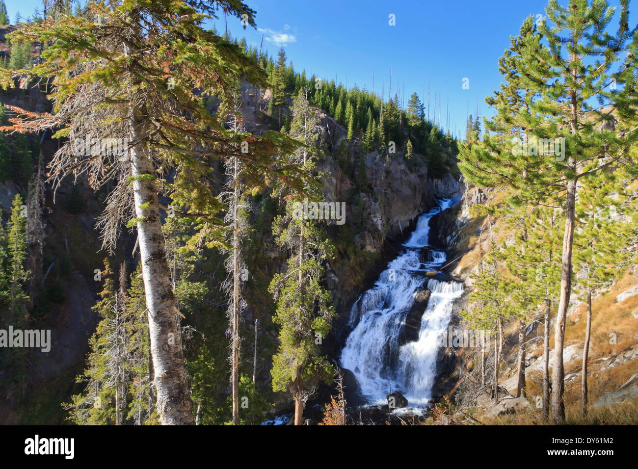 I pini di Mystic Falls, vicino Bacino del biscotto, il Parco Nazionale di Yellowstone, sito UNESCO, Wyoming USA Foto Stock
