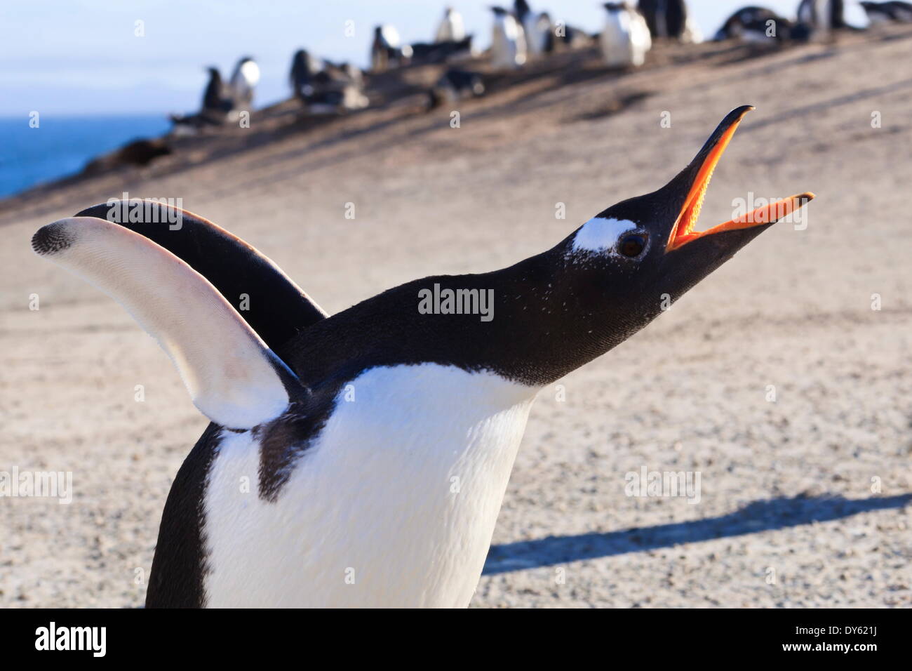 Pinguino Gentoo (Pygoscelis papua) brays, testa allungata verso l'alto e pinne, il collo, Saunders Island, Isole Falkland Foto Stock