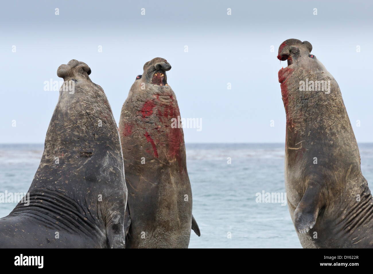 Tre Elefante marino del sud (Mirounga leonina) tori posteriore fino al contempo battaglia, Sea Lion Island, Isole Falkland Foto Stock