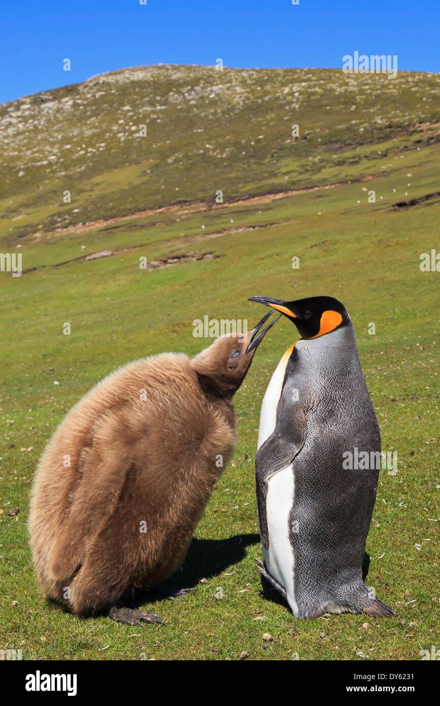 Pinguino reale (Aptenodytes patagonicus) alimentazione chick terrestri, il collo, Saunders Island, Isole Falkland, Sud America Foto Stock