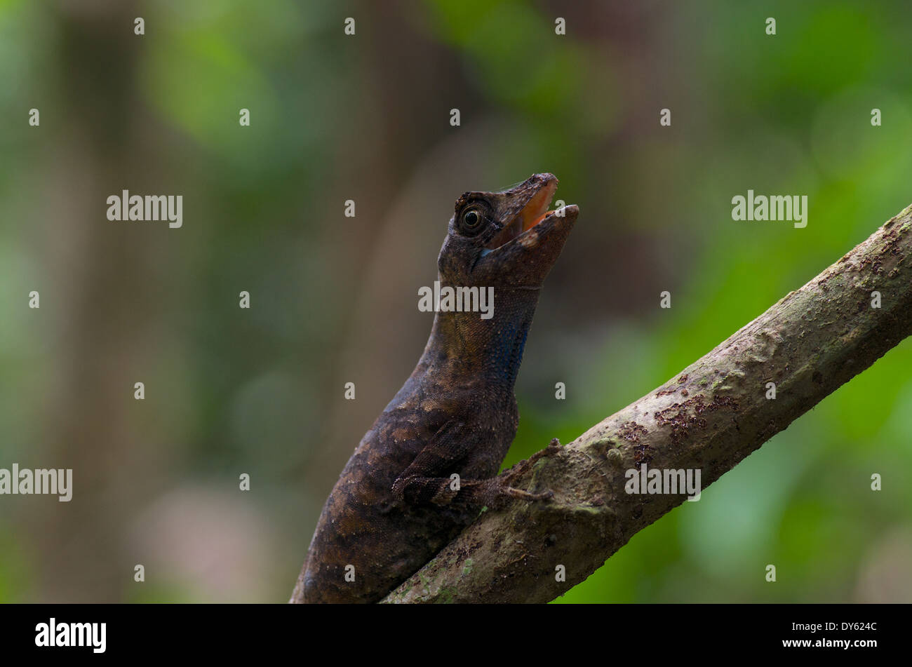 Un adulto Blu-foresta a labbro Anole (Anolis bombiceps) mimetizzata su un ramo del bacino dell'amazzonia in Perù. Foto Stock