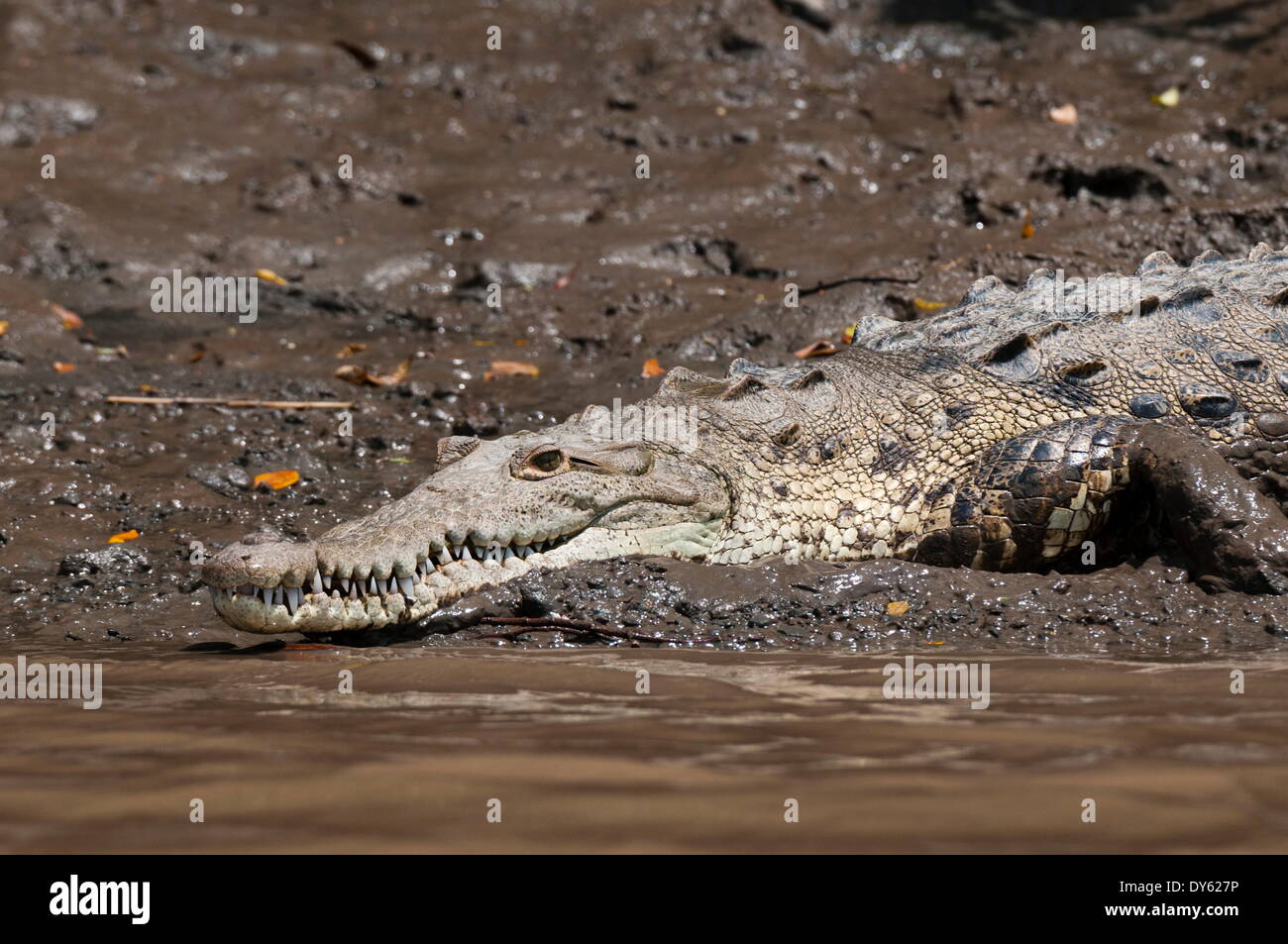 Coccodrillo americano (Crocodylus acutus), Palo Verde National Park, Costa Rica, America Centrale Foto Stock