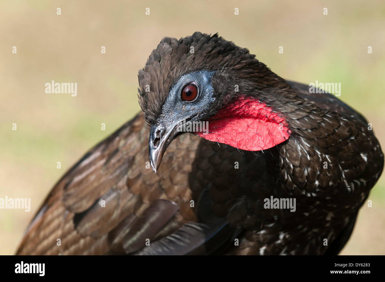 Crested Guan (Penelope purpurascens), osa Peninsula, Costa Rica, America Centrale Foto Stock