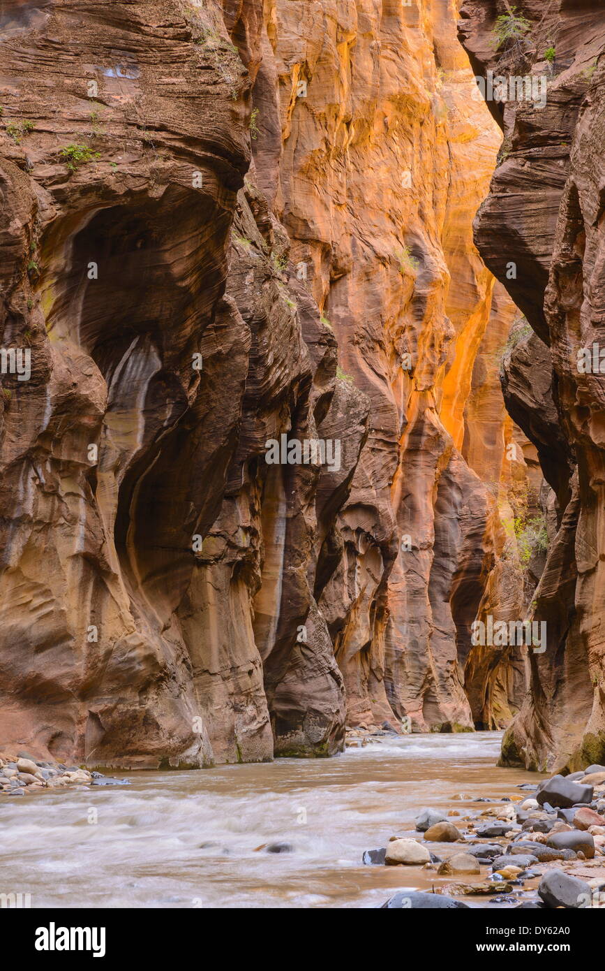 Fiume vergine si restringe, Parco Nazionale Zion, Utah, Stati Uniti d'America, America del Nord Foto Stock