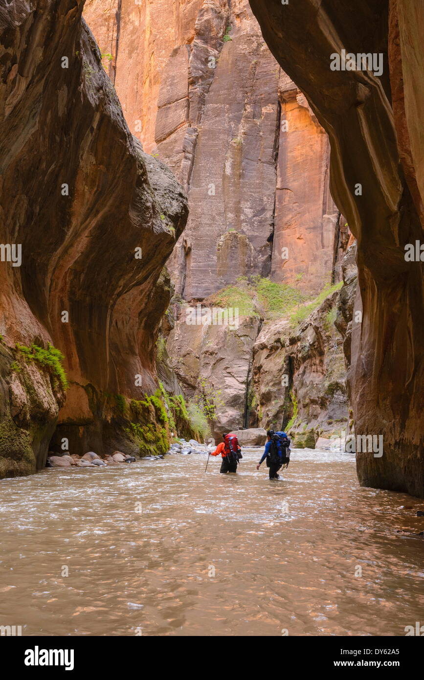 Fiume vergine si restringe, Parco Nazionale Zion, Utah, Stati Uniti d'America, America del Nord Foto Stock